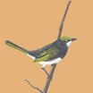 Slaty Vireo